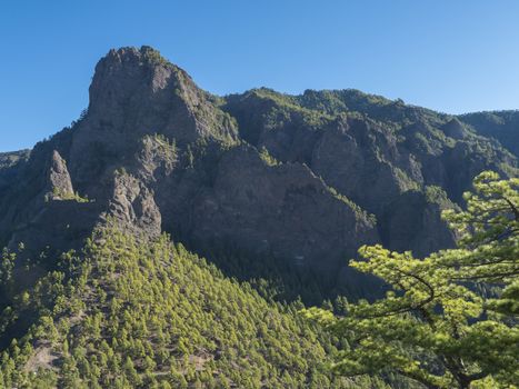 Volcanic landscape and lush pine tree forest, pinus canariensis view from Mirador de la Cumbrecita viewpoint at national park Caldera de Taburiente, volcanic crater in La Palma, Canary Islands, Spain.