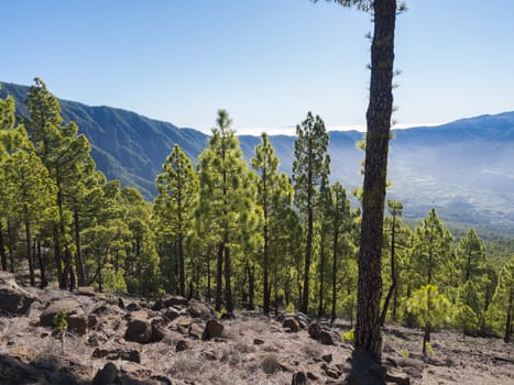 Volcanic landscape and lush pine tree forest, pinus canariensis view from Mirador de la Cumbrecita viewpoint at national park Caldera de Taburiente, volcanic crater in La Palma, Canary Islands, Spain.