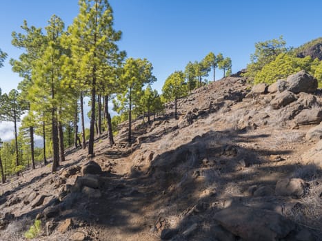 Volcanic landscape and lush pine tree forest, pinus canariensis view from Mirador de la Cumbrecita viewpoint at national park Caldera de Taburiente, volcanic crater in La Palma, Canary Islands, Spain.