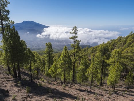 Volcanic landscape and lush pine tree forest, pinus canariensis view from Mirador de la Cumbrecita viewpoint at national park Caldera de Taburiente, volcanic crater in La Palma, Canary Islands, Spain.