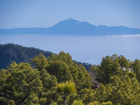 View on Pico del Teide volcano and lush green pine tree forest at hiking trail to Pico Bejenado mountain at national park Caldera de Taburiente, volcanic crater in La Palma, Canary Islands, Spain.