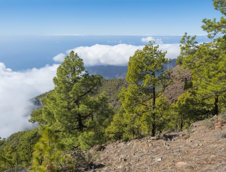 Volcanic landscape and lush pine tree forest, pinus canariensis view from Mirador de la Cumbrecita viewpoint at national park Caldera de Taburiente, volcanic crater in La Palma, Canary Islands, Spain.