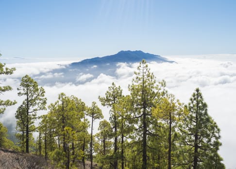 Volcanic landscape and lush pine tree forest, pinus canariensis view from Mirador de la Cumbrecita viewpoint at national park Caldera de Taburiente, volcanic crater in La Palma, Canary Islands, Spain.