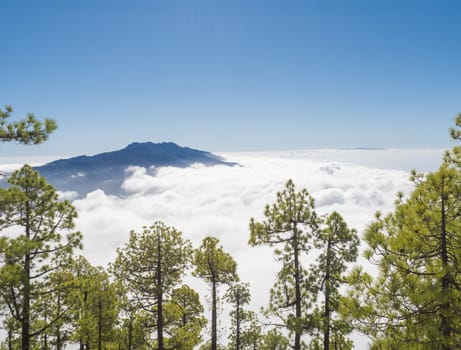 Volcanic landscape and lush pine tree forest, pinus canariensis view from Mirador de la Cumbrecita viewpoint at national park Caldera de Taburiente, volcanic crater in La Palma, Canary Islands, Spain.