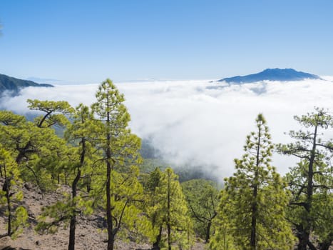 Volcanic landscape and lush pine tree forest, pinus canariensis view from Mirador de la Cumbrecita viewpoint at national park Caldera de Taburiente, volcanic crater in La Palma, Canary Islands, Spain.