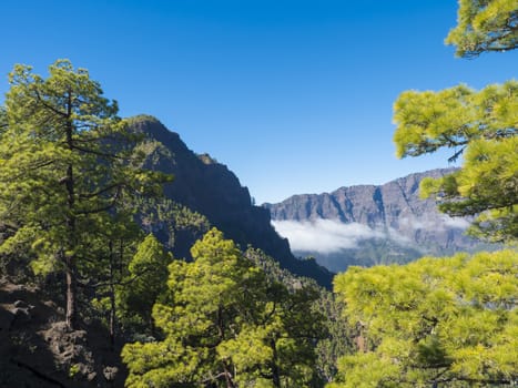 Volcanic landscape and lush pine tree forest, pinus canariensis view from Mirador de la Cumbrecita viewpoint at national park Caldera de Taburiente, volcanic crater in La Palma, Canary Islands, Spain.