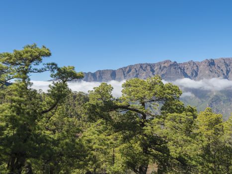 Volcanic landscape and lush pine tree forest, pinus canariensis view from Mirador de la Cumbrecita viewpoint at national park Caldera de Taburiente, volcanic crater in La Palma, Canary Islands, Spain.