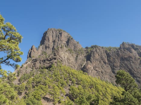 Volcanic landscape and lush pine tree forest, pinus canariensis view from Mirador de la Cumbrecita viewpoint at national park Caldera de Taburiente, volcanic crater in La Palma, Canary Islands, Spain.