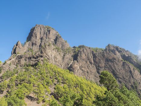 Volcanic landscape and lush pine tree forest, pinus canariensis view from Mirador de la Cumbrecita viewpoint at national park Caldera de Taburiente, volcanic crater in La Palma, Canary Islands, Spain.