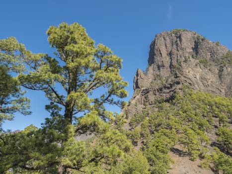 Volcanic landscape and lush pine tree forest, pinus canariensis view from Mirador de la Cumbrecita viewpoint at national park Caldera de Taburiente, volcanic crater in La Palma, Canary Islands, Spain.