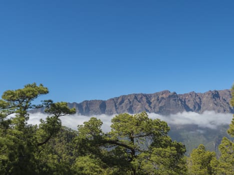 Volcanic landscape and lush pine tree forest, pinus canariensis view from Mirador de la Cumbrecita viewpoint at national park Caldera de Taburiente, volcanic crater in La Palma, Canary Islands, Spain.