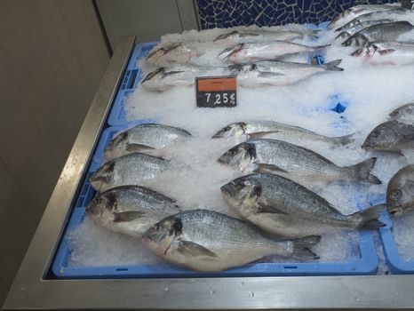 close up cold iced sea fish on ice gilt-head sea bream Sparus aurata, called Dorada in spanish, displayed at supermarket.