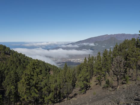 Volcanic landscape with lush green pine trees, colorful volcanoes and lava rock field along path Ruta de los Volcanes, hiking trail at La Palma island, Canary Islands, Spain, Blue sky background.