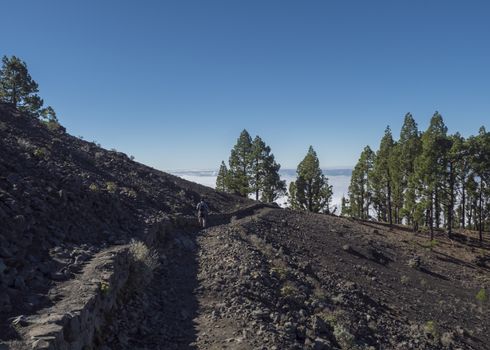 Volcanic landscape with lush green pine trees, volcanoes, lava rock field and men hiker at path Ruta de los Volcanes, hiking trail at La Palma island, Canary Islands, Spain, Blue sky background.