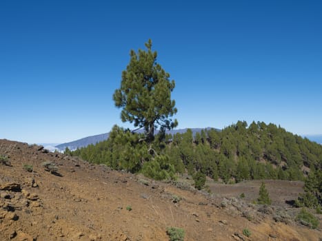 Volcanic landscape with lush green pine trees, colorful volcanoes and lava rock field along path Ruta de los Volcanes, hiking trail at La Palma island, Canary Islands, Spain, Blue sky background.