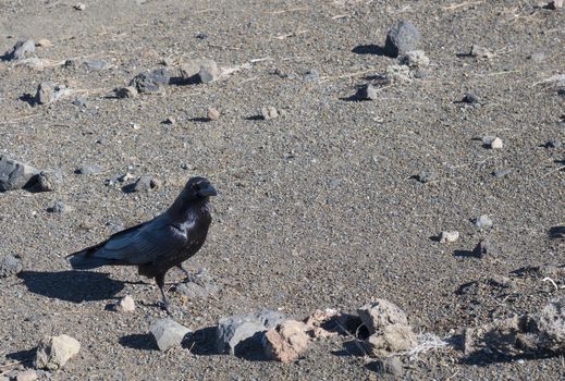 Close up big Raven, Corvus corax common, beautiful wild black bird perched on sand and stone ground, looking to the camaera, copy space.