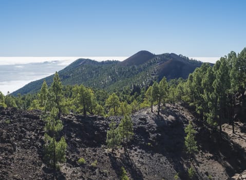 Beautiful volcanic landscape with lush green pine trees and colorful volcanoes along the path Ruta de los Volcanes, beautiful hiking trail at La Palma island, Canary Islands, Spain, Blue sky background.