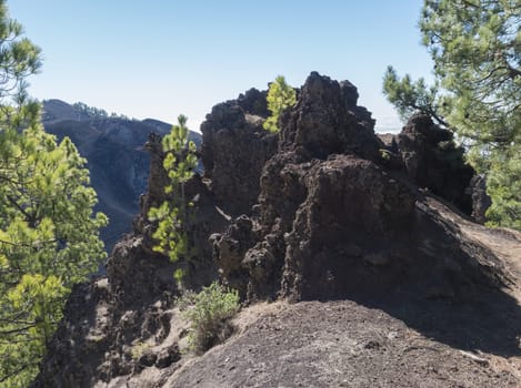 Lava rock formation with lush green pine trees and colorful volcanoes along the path Ruta de los Volcanes, beautiful hiking trail at La Palma island, Canary Islands, Spain, Blue sky background.