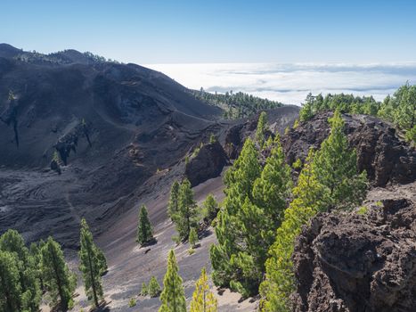 Volcanic landscape with lush green pine trees, colorful volcanoes and lava crater Deseada along path Ruta de los Volcanes, hiking trail at La Palma island, Canary Islands, Spain, Blue sky background.