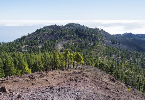 Beautiful volcanic landscape with lush green pine trees and colorful volcanoes along the path Ruta de los Volcanes, beautiful hiking trail at La Palma island, Canary Islands, Spain, Blue sky background.