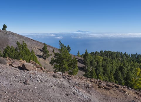 Beautiful volcanic landscape with lush green pine trees and colorful volcanoes along the path Ruta de los Volcanes, beautiful hiking trail at La Palma island, Canary Islands, Spain, Blue sky background.