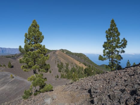 Volcanic landscape with lush green pine trees, colorful volcanoes and lava rock field along path Ruta de los Volcanes, hiking trail at La Palma island, Canary Islands, Spain, Blue sky background.