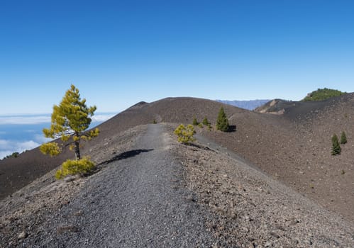 Beautiful volcanic landscape with lush green pine trees and colorful volcanoes along the path Ruta de los Volcanes, beautiful hiking trail at La Palma island, Canary Islands, Spain, Blue sky background.