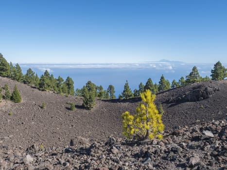 Beautiful volcanic landscape with lush green pine trees and colorful volcanoes along the path Ruta de los Volcanes, beautiful hiking trail at La Palma island, Canary Islands, Spain, Blue sky background.