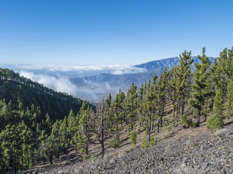 Volcanic landscape with lush green pine trees, colorful volcanoes and lava rock field along path Ruta de los Volcanes, hiking trail at La Palma island, Canary Islands, Spain, Blue sky background.