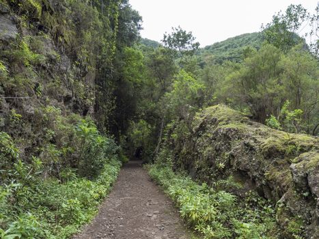 Path at mysterious Laurel forest Laurisilva, lush subtropical rainforest at hiking trail Los Tilos, La Palma, Canary Islands, Spain.