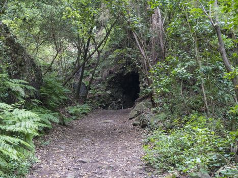 Path at mysterious Laurel forest Laurisilva, lush subtropical rainforest and tunnel at hiking trail Los Tilos, La Palma, Canary Islands, Spain.