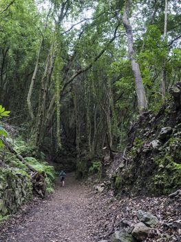 Path at mysterious Laurel forest Laurisilva, lush subtropical rainforest at hiking trail Los Tilos, La Palma, Canary Islands, Spain.
