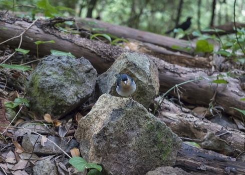 La Palma chaffinch, Fringilla coelebs palmae, Palman chaffinch male perched on stone at Laurel forest Laurisilva, subtropical rainforest at hiking trail Los Tilos, La Palma, Canary Islands, Spain.