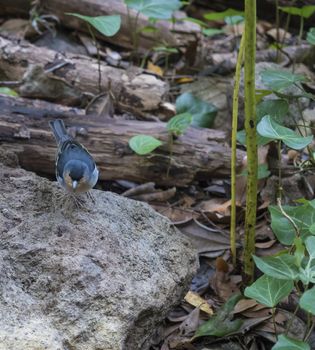 La Palma chaffinch, Fringilla coelebs palmae, Palman chaffinch male perched on stone at Laurel forest Laurisilva, subtropical rainforest at hiking trail Los Tilos, La Palma, Canary Islands, Spain.