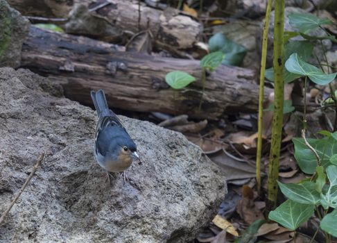 La Palma chaffinch, Fringilla coelebs palmae, Palman chaffinch male perched on stone at Laurel forest Laurisilva, subtropical rainforest at hiking trail Los Tilos, La Palma, Canary Islands, Spain.