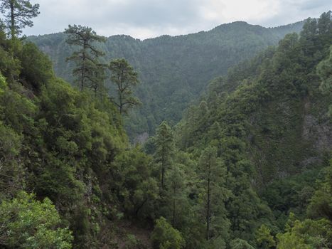 Valley at mysterious Laurel forest Laurisilva, lush subtropical rainforest at hiking trail Los Tilos, La Palma, Canary Islands, Spain.