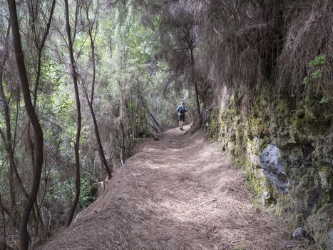 Man hiker at path at mysterious Laurel forest Laurisilva, lush subtropical rainforest at hiking trail Los Tilos, La Palma, Canary Islands, Spain.