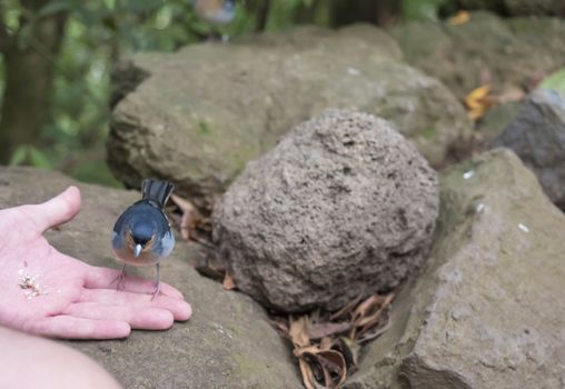 La Palma chaffinch, Fringilla coelebs palmae, Palman chaffinch male eating crumbs, feeding from man hand at lush subtropical forest at hiking trail Los Tilos, La Palma, Canary Islands, Spain.