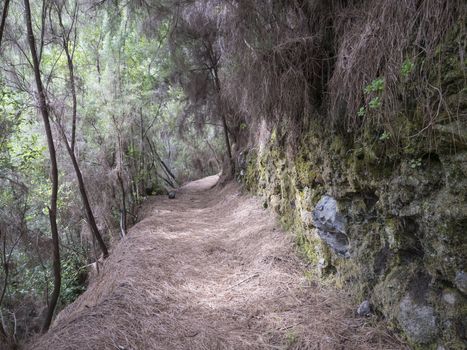 Path at mysterious Laurel forest Laurisilva, lush subtropical rainforest at hiking trail Los Tilos, La Palma, Canary Islands, Spain.