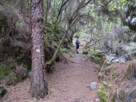 Man hiker at path at mysterious Laurel forest Laurisilva, lush subtropical rainforest at hiking trail Los Tilos, La Palma, Canary Islands, Spain.