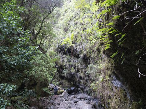 Man hiker at path at mysterious Laurel forest Laurisilva, lush subtropical rainforest at hiking trail Los Tilos, La Palma, Canary Islands, Spain.