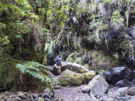 Man hiker at path at mysterious Laurel forest Laurisilva, lush subtropical rainforest at hiking trail Los Tilos, La Palma, Canary Islands, Spain.