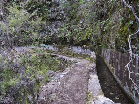 Path along levada, water duct at mysterious Laurel forest Laurisilva, lush subtropical rainforest at hiking trail Los Tilos, La Palma, Canary Islands, Spain.