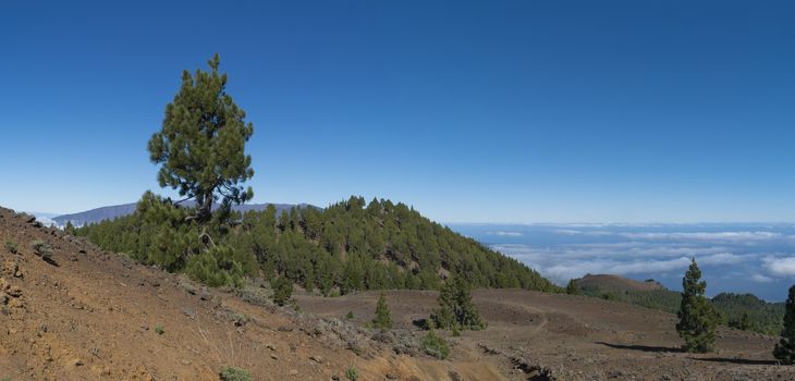 Panoramatic view of volcanic landscape with lush green pine trees, colorful volcanoes and white clouds at path Ruta de los Volcanes, hiking trail. La Palma, Canary Islands, Spain, Blue sky background.