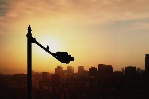 Shadow of a bird perched on a traffic light pole. Behind it is a view of the city in the evening.