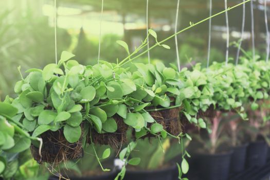 Dischidia planted in dry coconut husk