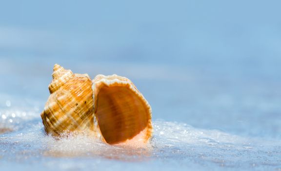 seashell closeup on the sand of a resort beach without people in Egypt Sharm El Sheikh