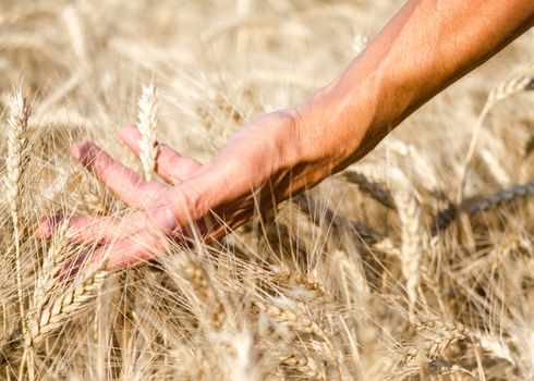 farmers male hand touching spikelets of wheat on the field close up