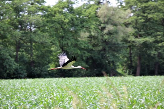 White storck flies over a green corn field