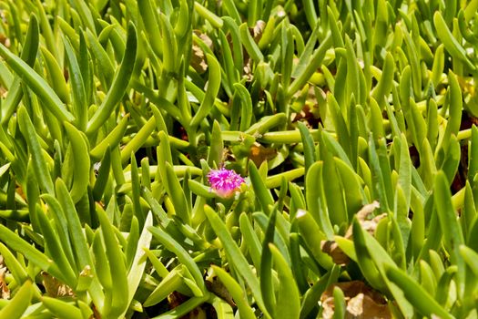 Pink blossom or flower in Green Point Park in Cape Town.